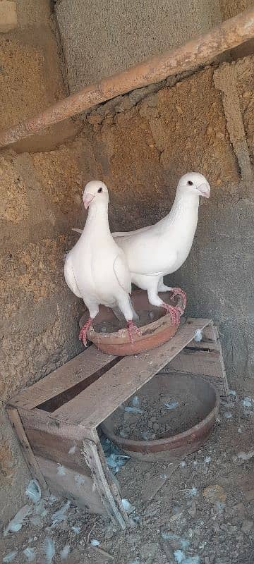 karbalai pigeon. German  beauty pigeon. nd duck for sale 7