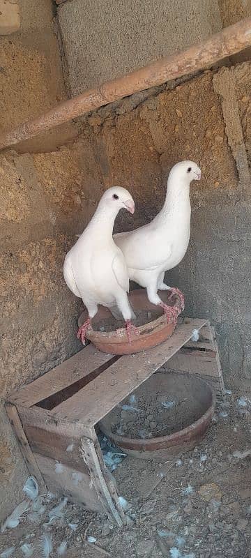 karbalai pigeon. German  beauty pigeon. nd duck for sale 8