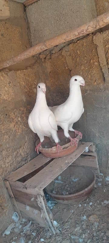 karbalai pigeon. German  beauty pigeon. nd duck for sale 9