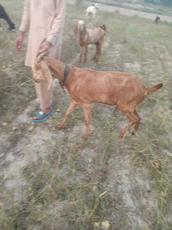 2 goats for sale high quality 3