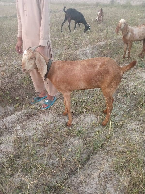 2 goats for sale high quality 4