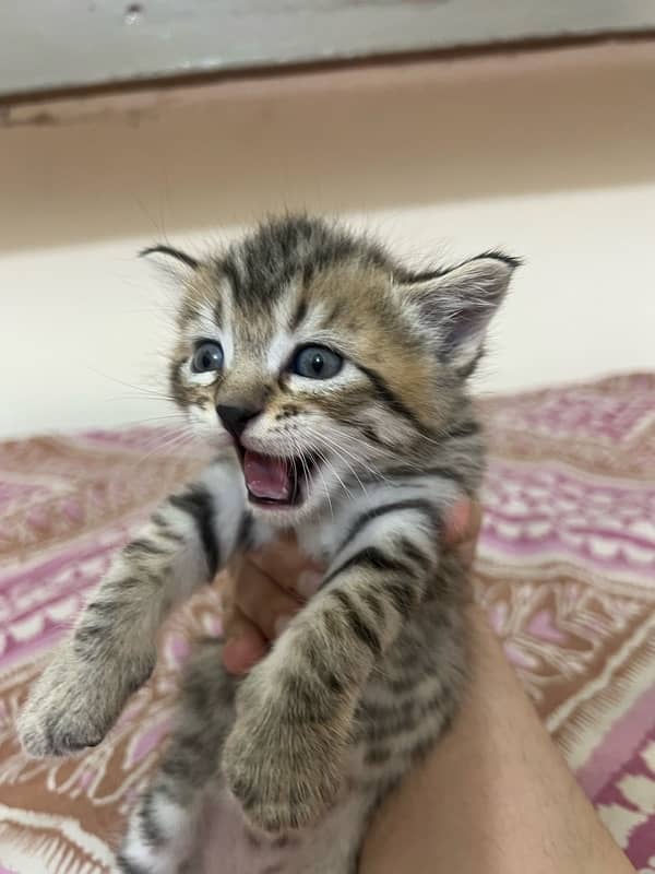 grey persian kitten 0