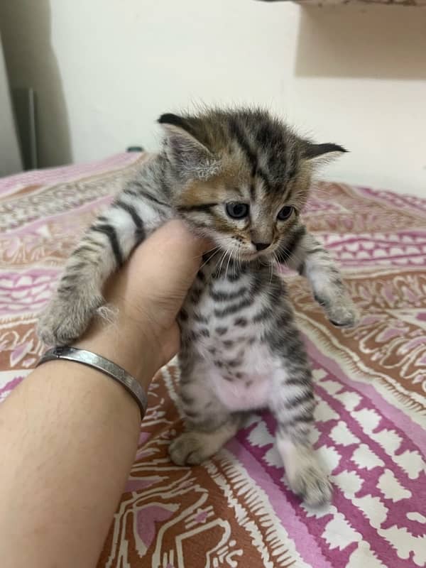 grey persian kitten 2