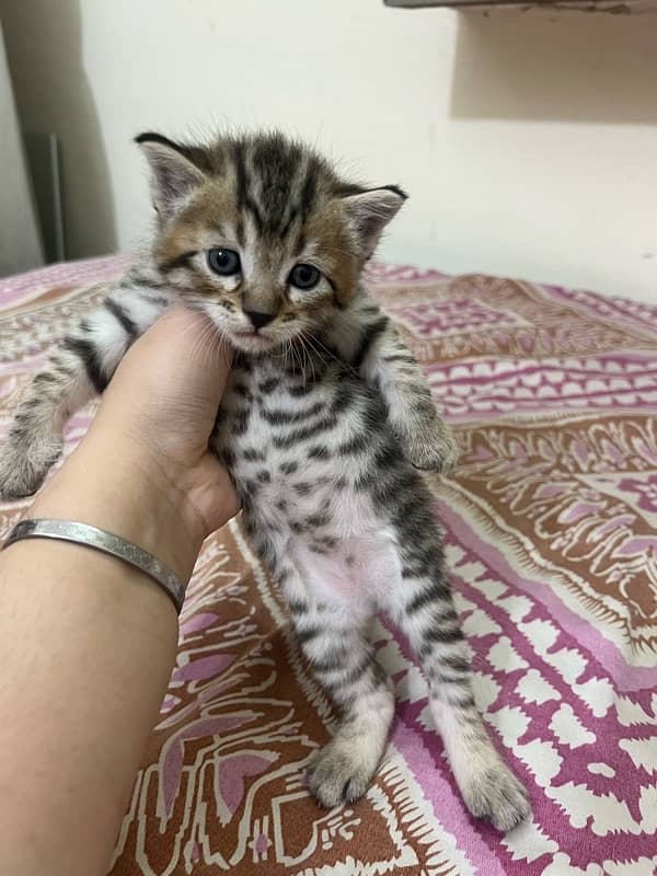 grey persian kitten 3