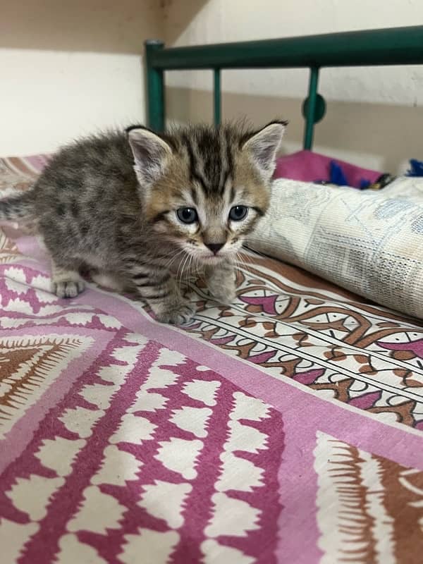 grey persian kitten 11