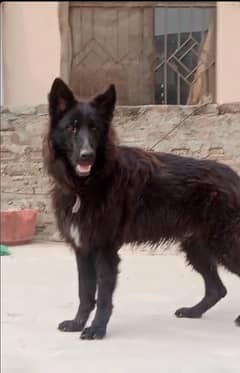 black German shepherd male urgent sale