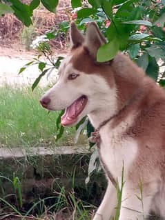 Female Siberian Husky