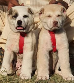 alabai puppies pair full security dogs havey bone for sale