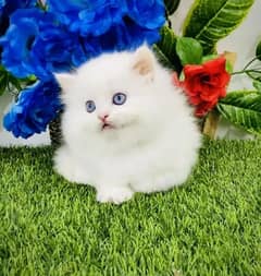 Persian cat for sale my WhatsApp number 03468444939