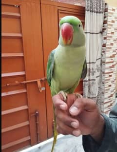 Alexander Parrot