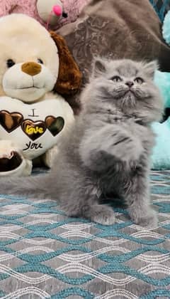 Persian female kittens available now