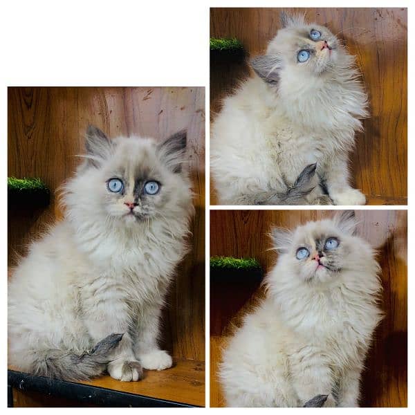 Persian hamalian british punch face piki face cat's and kitten's 3