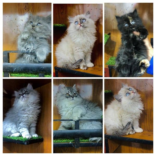 Persian hamalian british punch face piki face cat's and kitten's 6