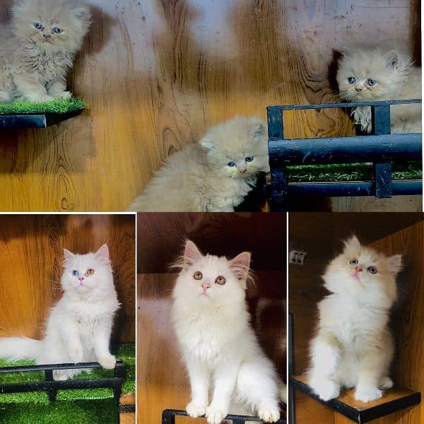 Persian hamalian british punch face piki face cat's and kitten's 10