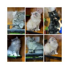 Persian hamalian british punch face piki face cat's and kitten's