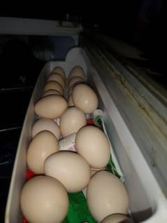 Sindhi Hen Fresh Eggs 0