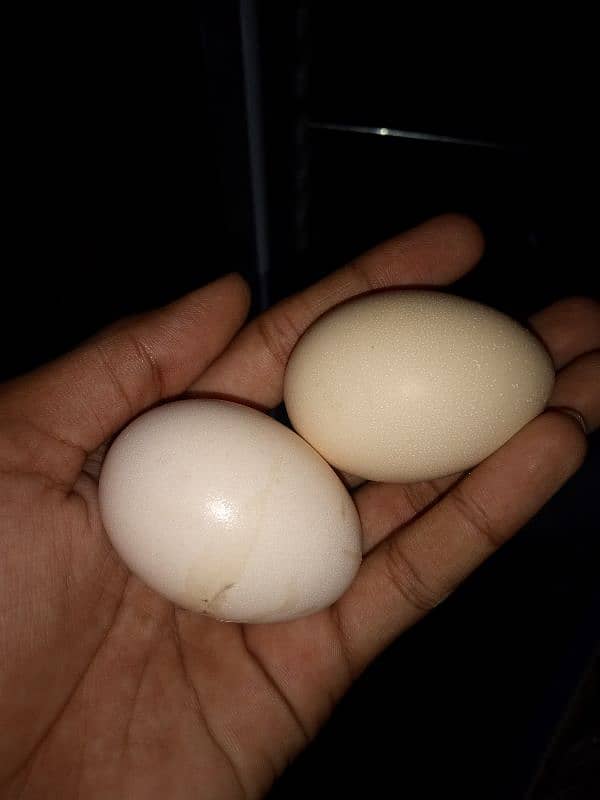 Sindhi Hen Fresh Eggs 1