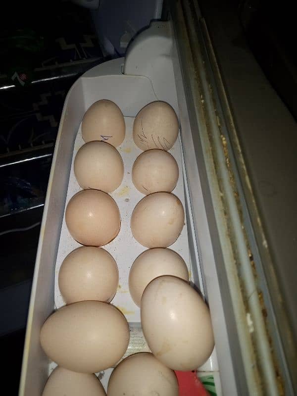 Sindhi Hen Fresh Eggs 2