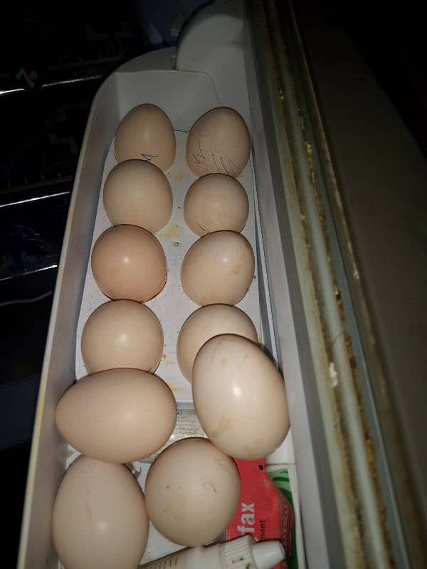 Sindhi Hen Fresh Eggs 3