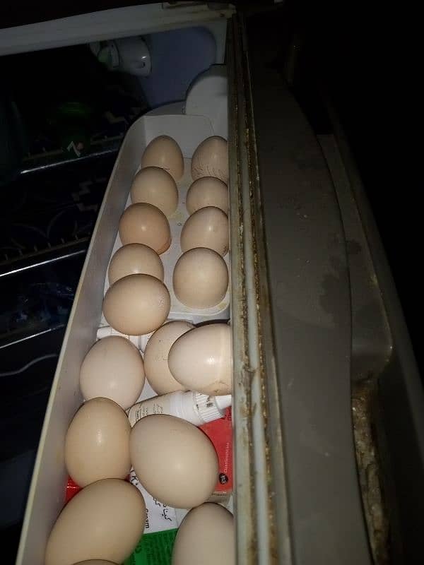 Sindhi Hen Fresh Eggs 4