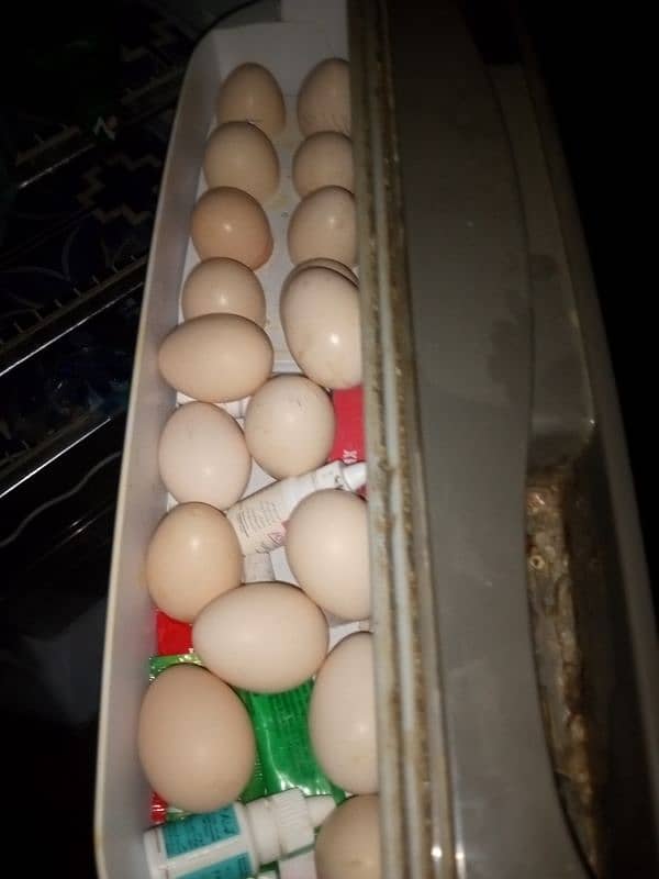 Sindhi Hen Fresh Eggs 5