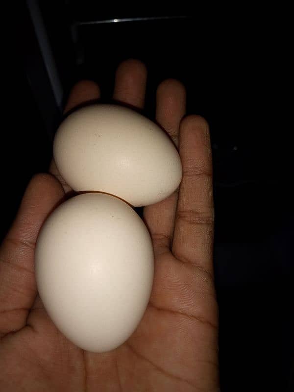 Sindhi Hen Fresh Eggs 6