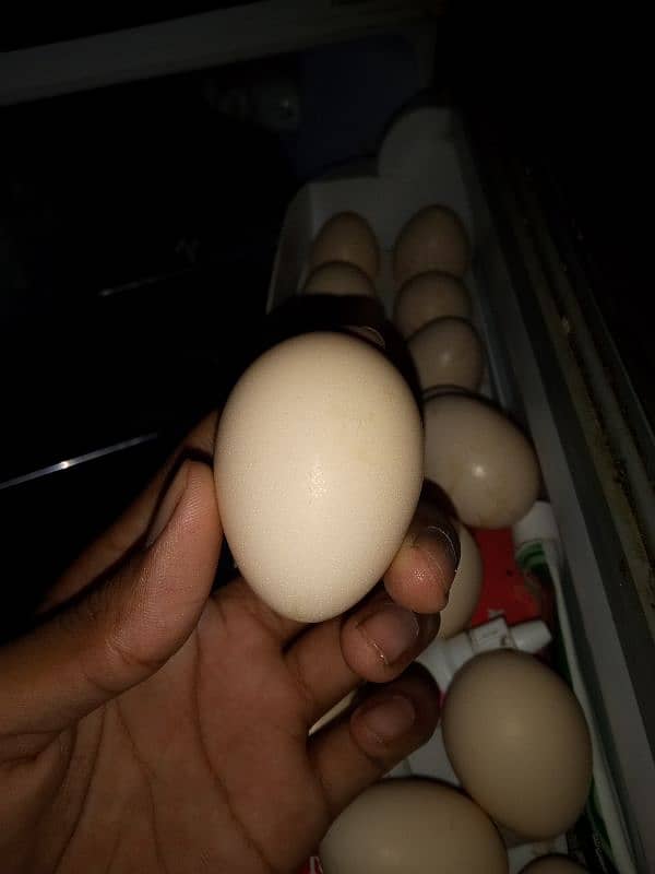 Sindhi Hen Fresh Eggs 7