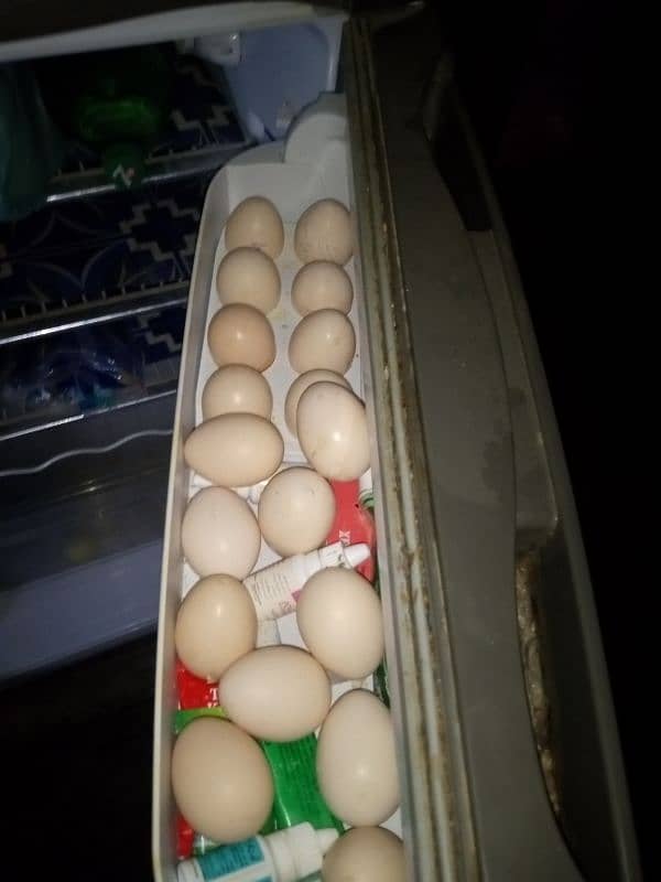 Sindhi Hen Fresh Eggs 8