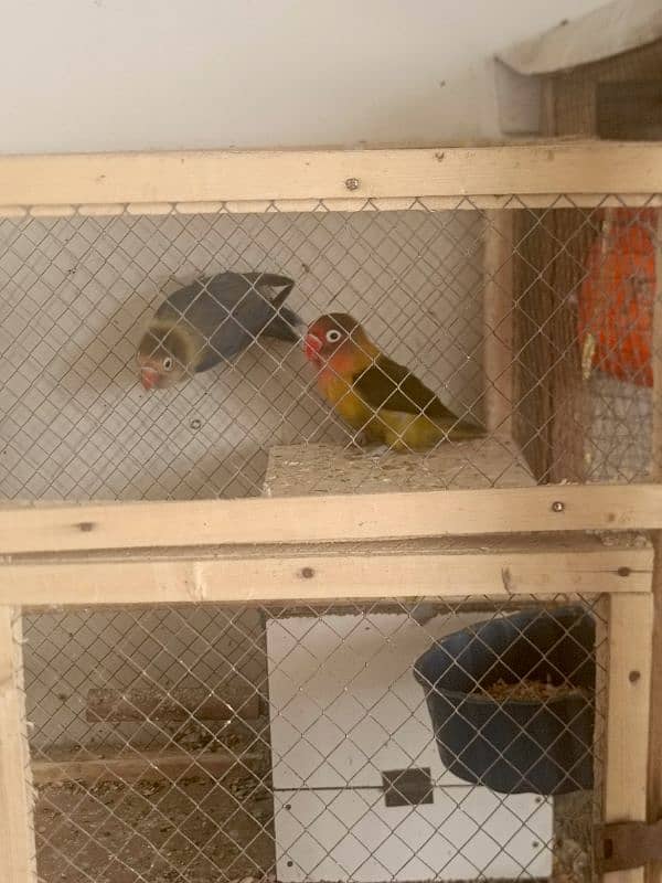 lovebirds 2 pairs with cage 1