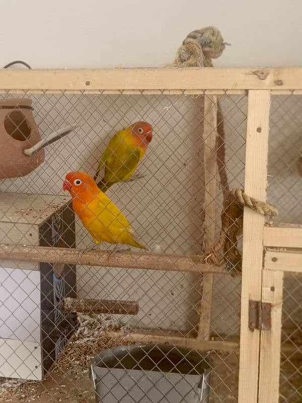 lovebirds 2 pairs with cage 2