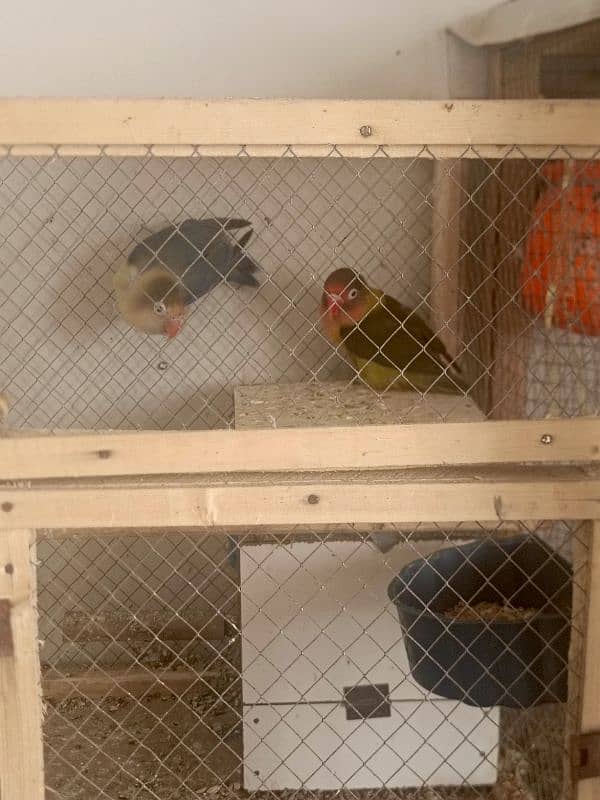 lovebirds 2 pairs with cage 3