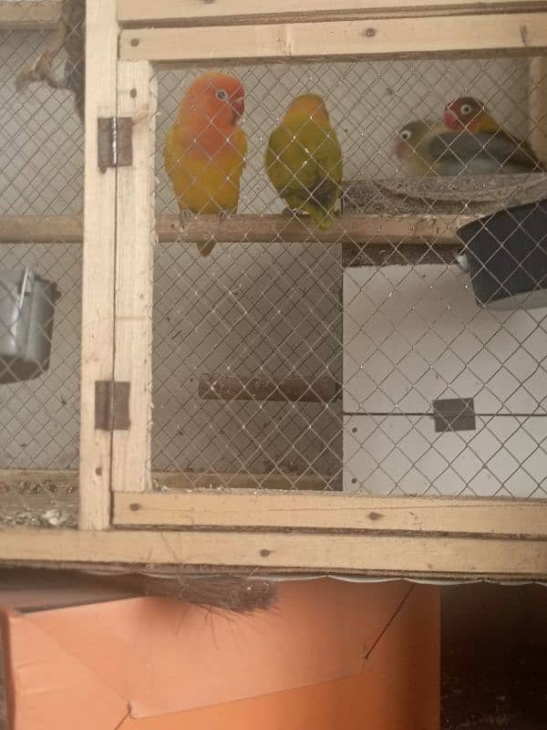 lovebirds 2 pairs with cage 4