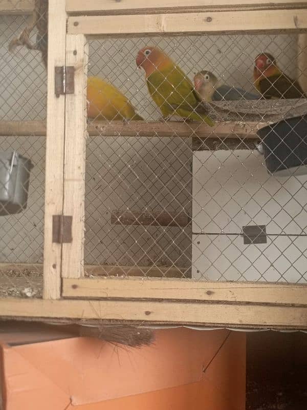 lovebirds 2 pairs with cage 5