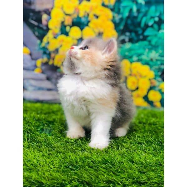 Persian hamalian british punch face piki face cat's and kitten's 2