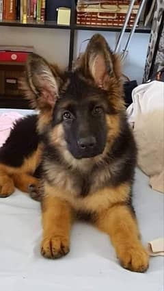 German Shepherd puppy for sale Call My WhatsApp 0341,7817026