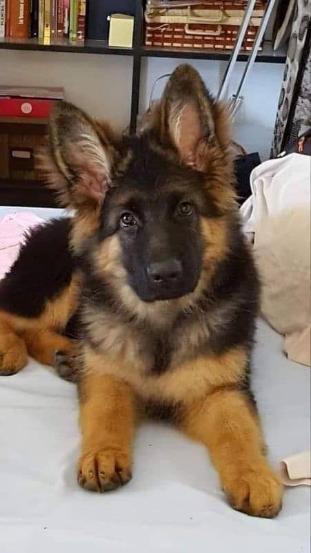 German Shepherd puppy for sale Call My WhatsApp 0341,7817026 0