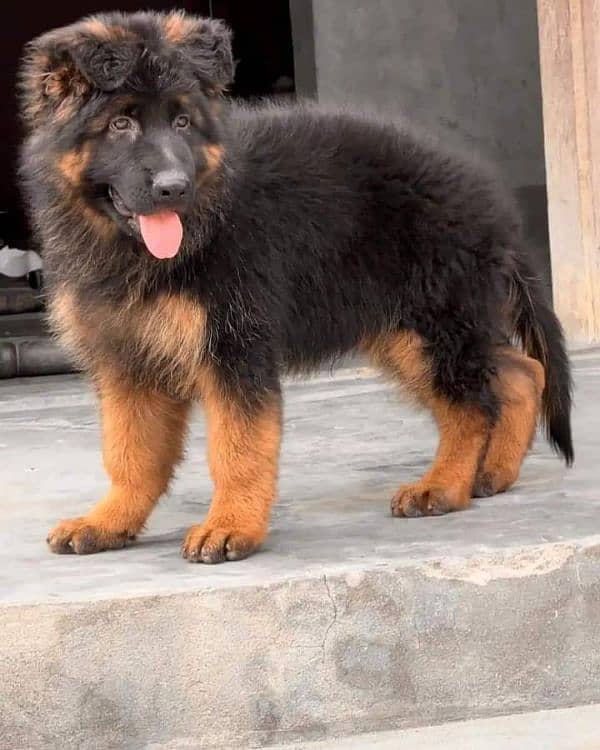 German Shepherd puppy for sale Call My WhatsApp 0341,7817026 1