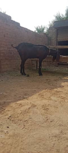 Nagri Bakri with 2 kids