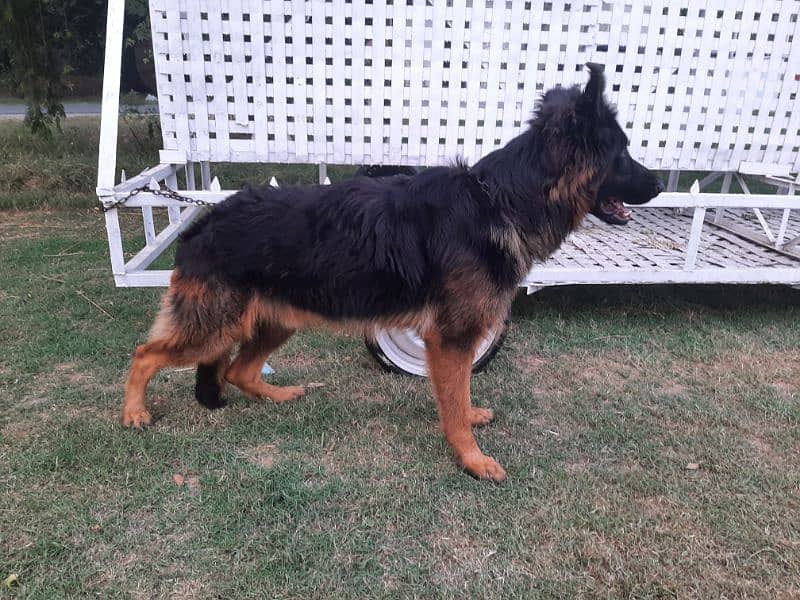 German Shepherd Male 0