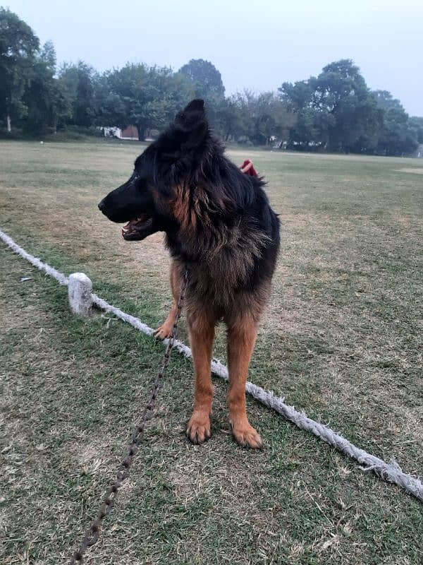 German Shepherd Male 3