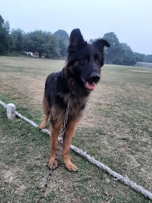 German Shepherd Male 4