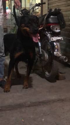 Rottweiler female available