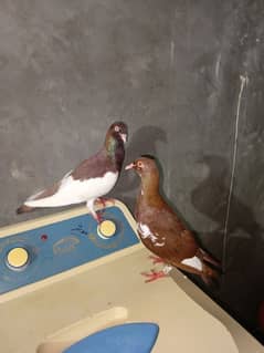 lal sherazi brautiful pair for sale 0