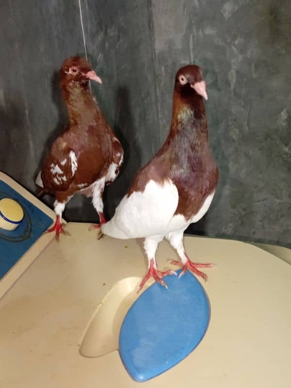 lal sherazi brautiful pair for sale 1