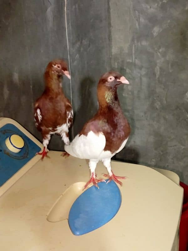 lal sherazi brautiful pair for sale 3