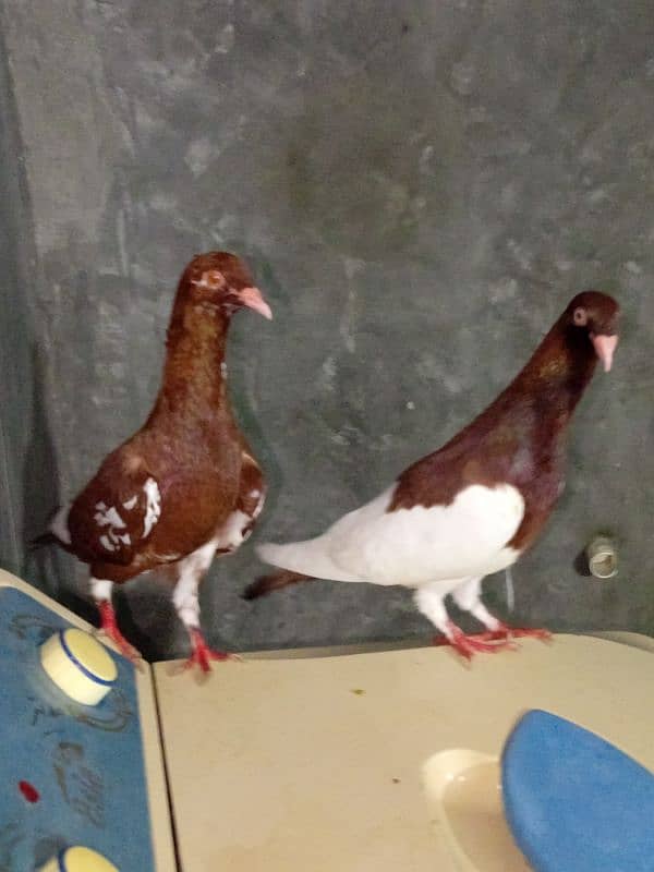 lal sherazi brautiful pair for sale 4