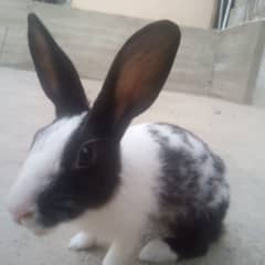 rabbit female for sale