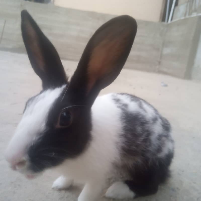 rabbit female for sale 0