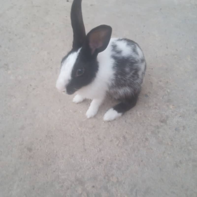 rabbit female for sale 1