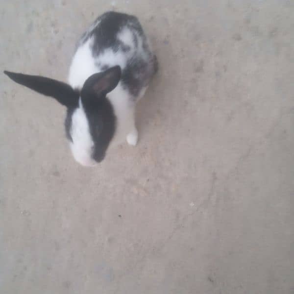 rabbit female for sale 2